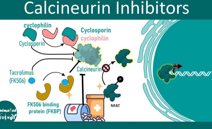 Calcineurin Inhibitors